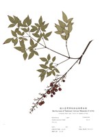 藏品(南天竹)的圖片